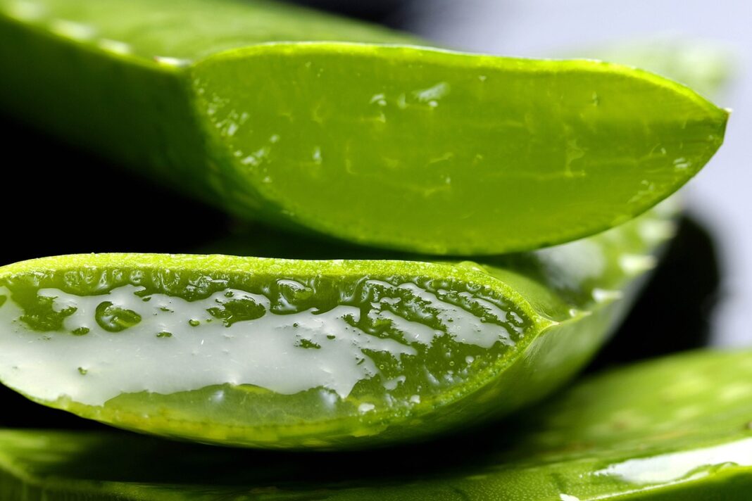 aloe vera espanja
